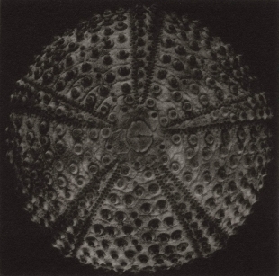Urchin, Duotone Collotype, 2004